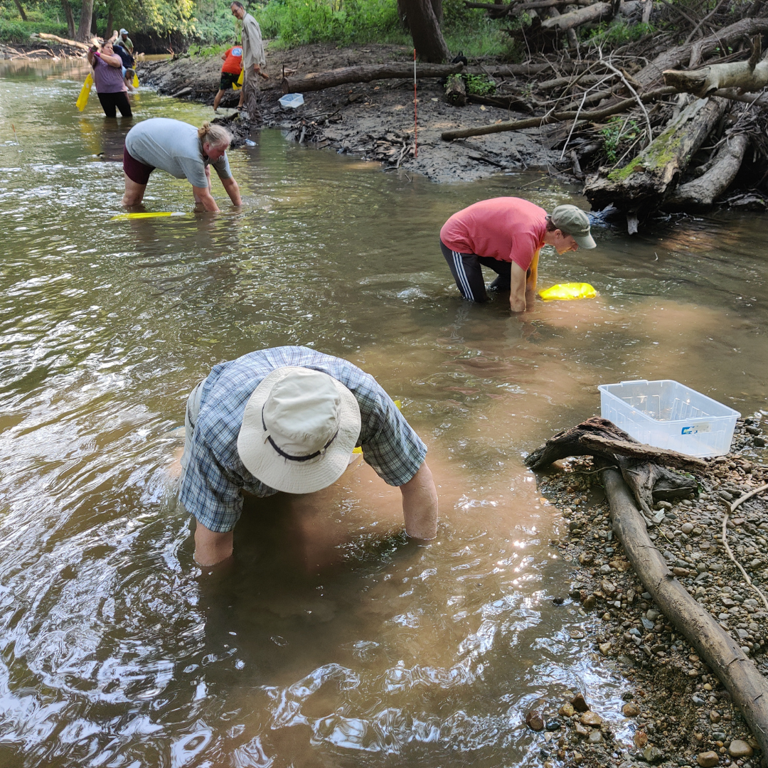 Volunteers working with Illinois RiverWatch to search for mussels in a stream. Illinois RiverWatch File Photo