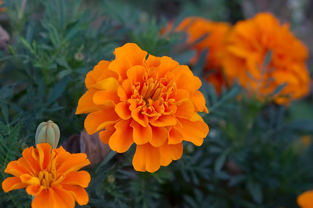 Marigold flowers