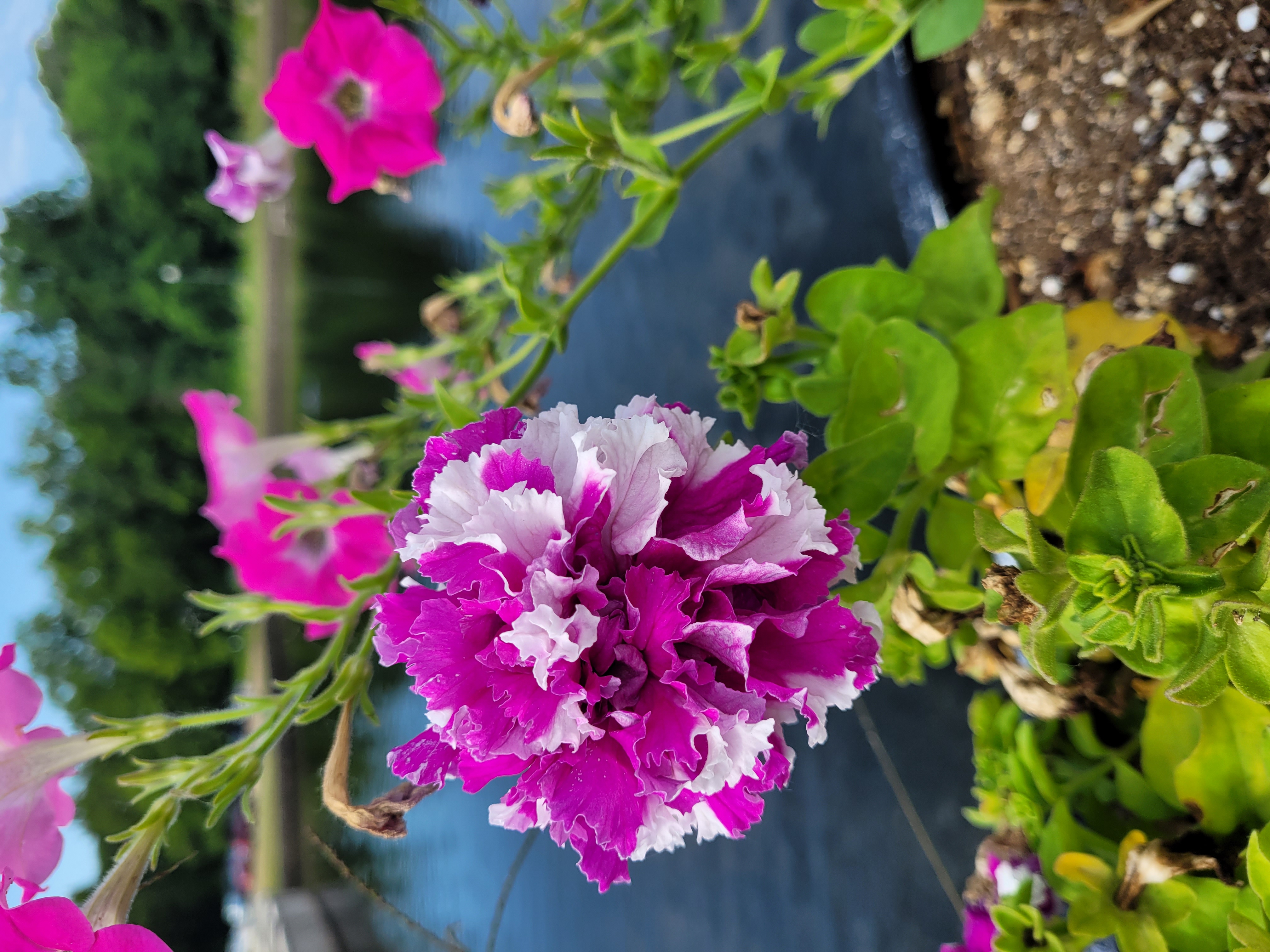 A double petunia entices pollinators in the Trent Bridge garden boxes at this year’s Discover Monticello Sculpture Gardens show. Photo by KATIE PIPER/L&C HORTICULTURE