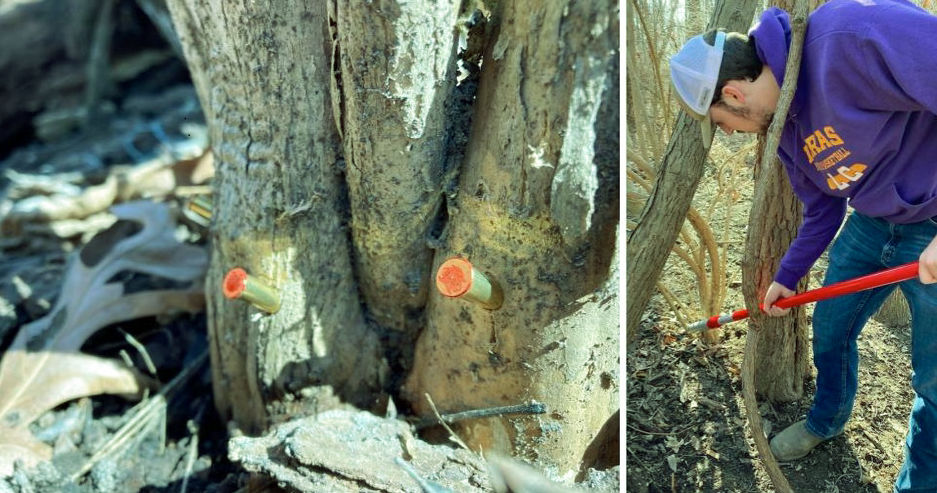Addis Moore, (right), a graduate of L&C and an NGRREC research intern, uses an herbicide injection tool for his study. Herbicide is slowly released into the invasive bush honeysuckle through injected capsules (shown at left).