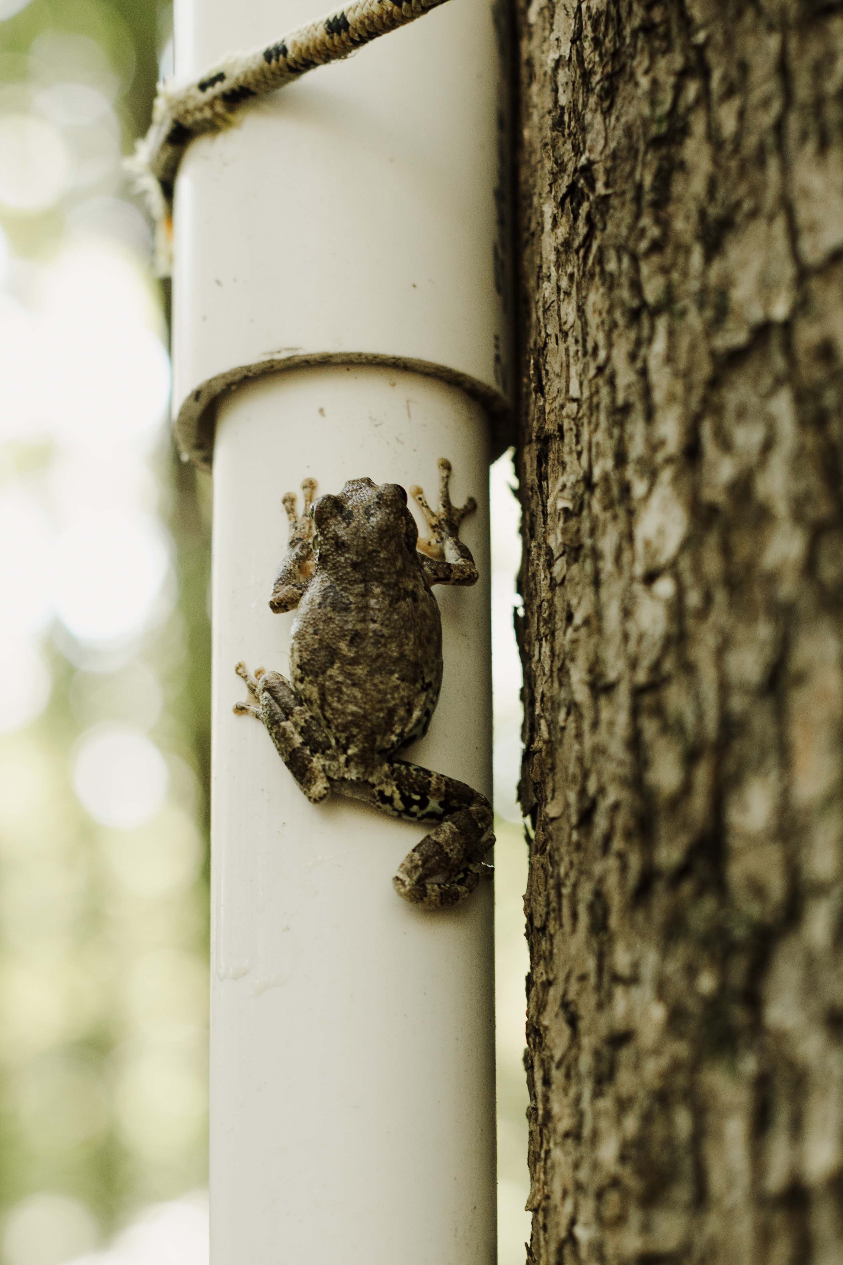 Learn about NGRREC’s efforts to study and save the bird-voiced treefrog at the premier of “The Call of the Swamp: Investigating the State-threatened Bird-voiced Treefrog.