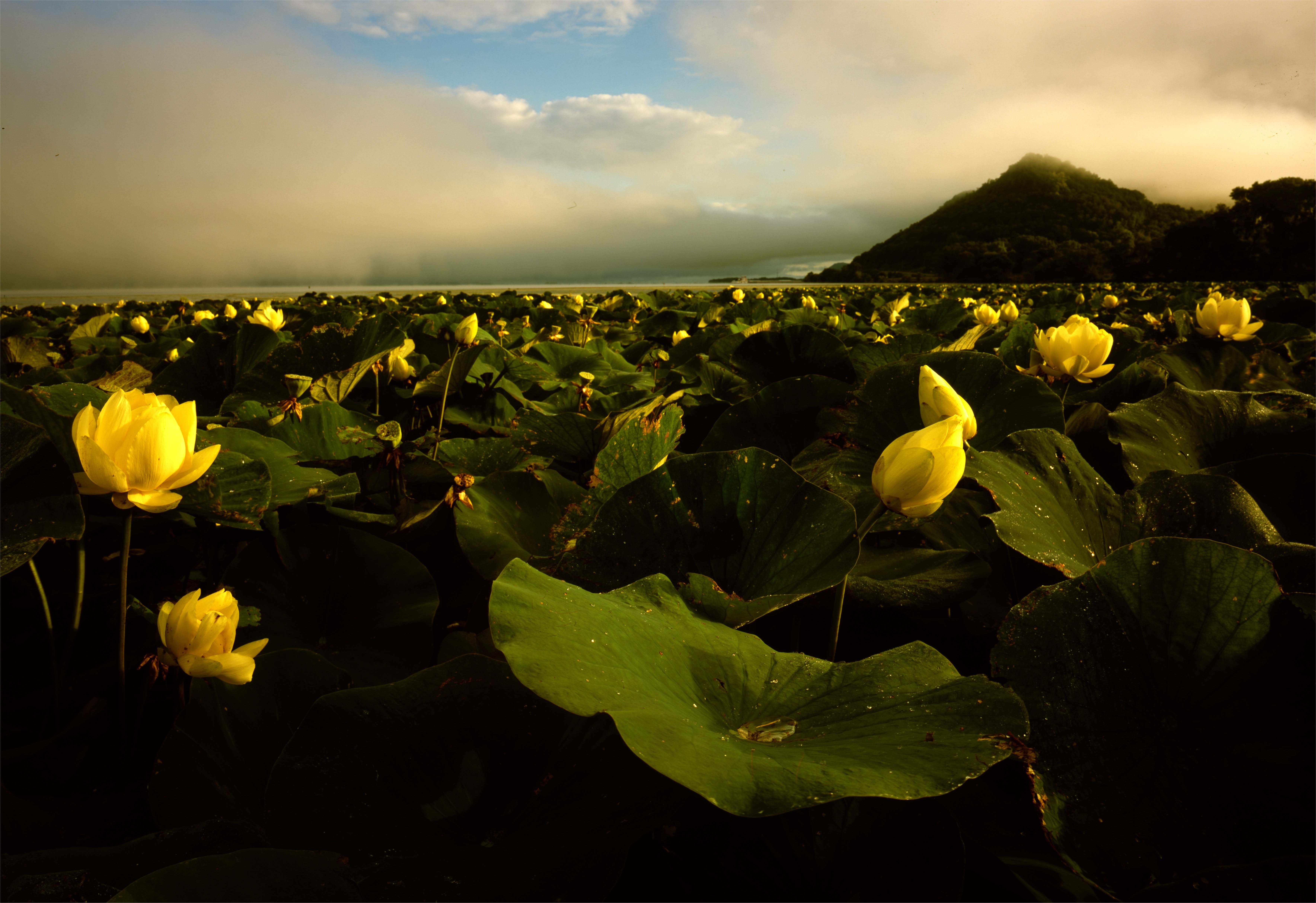 Lotus at Sunrise. Photo by John Sullivan