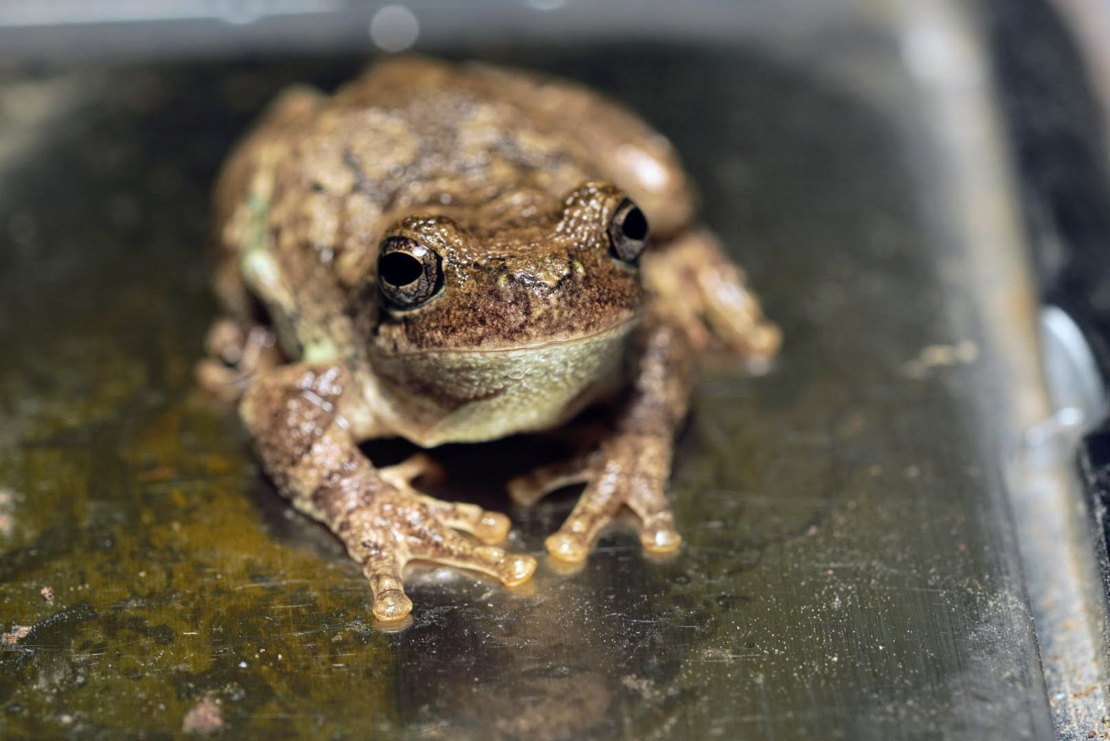 Bird-voiced treefrog, submitted by Leslie Gittemeier