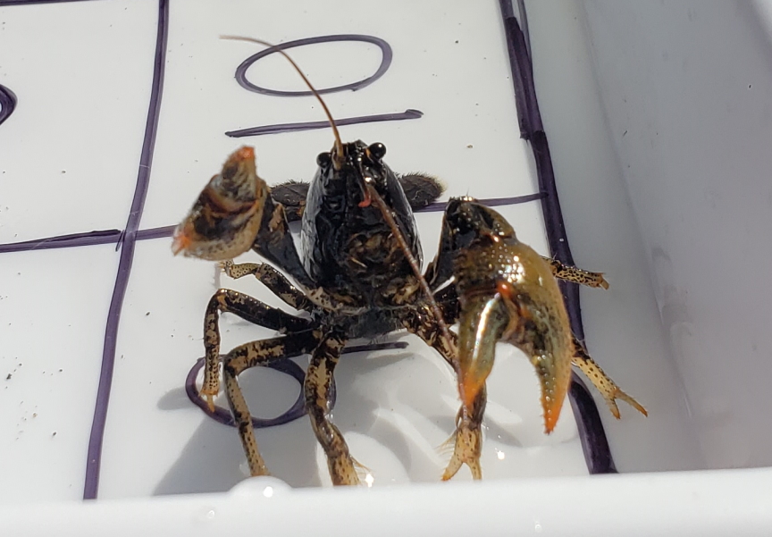 A special two-year project of RiverWatch Participatory Research Opportunities (PRO). RiverWatch Pro community science projects are designed to collect data to meet specific goals.